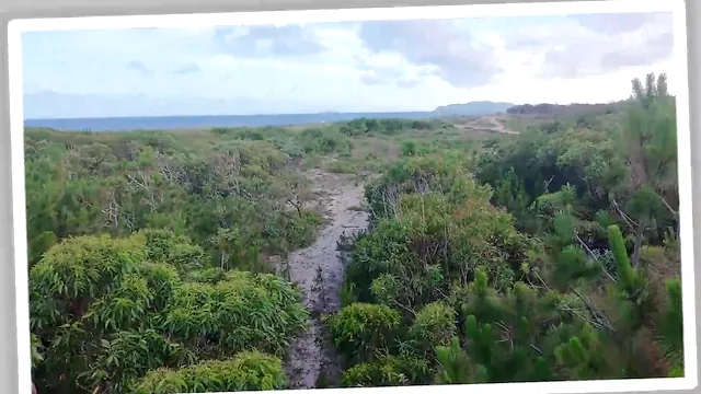 Drone flagra casal transando no mato